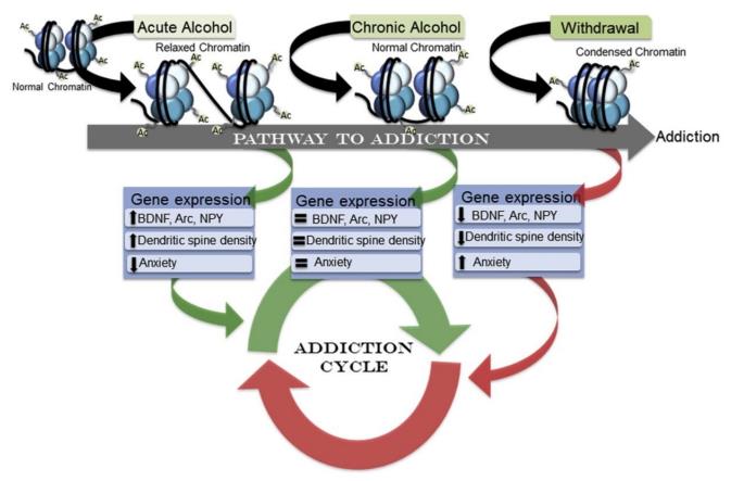 Edition 25 - Intergenerational Effects of Alcoholism, Children of Sober Alcoholics: Brain and Behavioral Risks, Interventions, and Implications