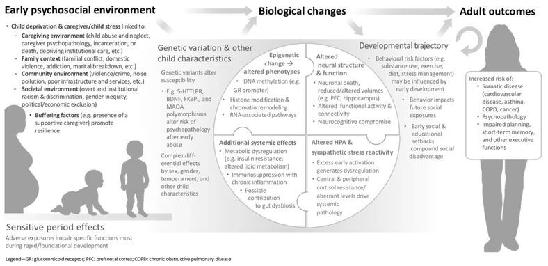 Source: Zulfiqar A. Bhutta, Richard L. Guerrant, Charles A. Nelson; Neurodevelopment, Nutrition, and Inflammation: The Evolving Global Child Health Landscape. Pediatrics April 2017; 139 (Supplement_1): S12–S22. 10.1542/peds.2016-2828D