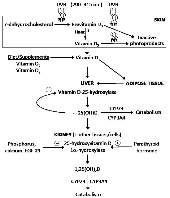 Vitamin D